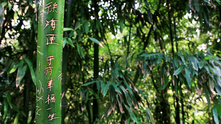 bamboo grass, green, nature, plants, growth, green color, tree, HD wallpaper