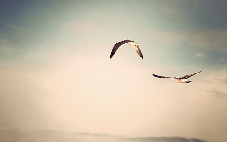 two black birds, flight of two birds, sky, animals, seagulls, HD wallpaper