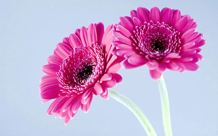 HD wallpaper gerbera flower background white closeup isolated  decoration  Wallpaper Flare