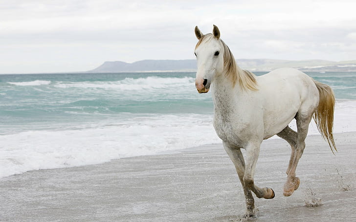 horse, beach, animals, mammals