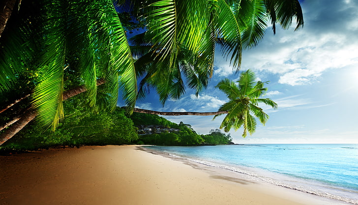 green palm trees, sand, sea, beach, the sky, the sun, tropics