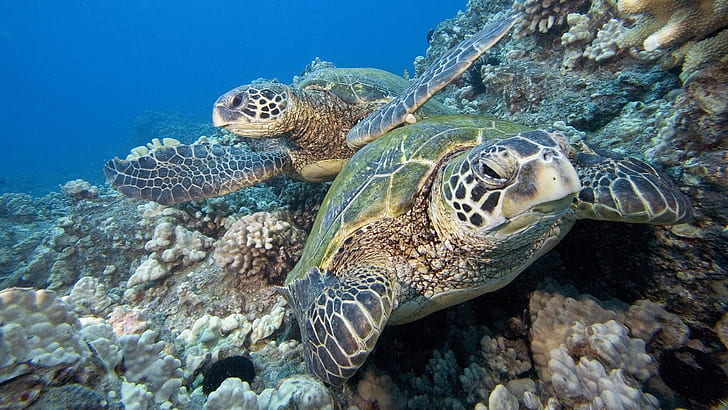 HD wallpaper: Two sea turtles, two