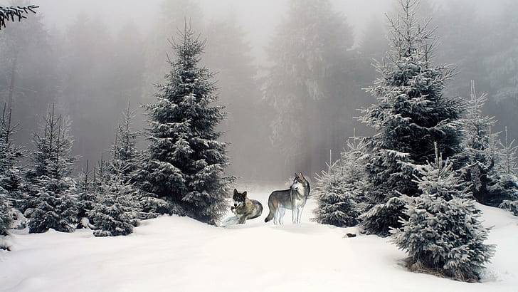 Wolves In Winter Woods, firefox persona, mist, dogs, foret, trees