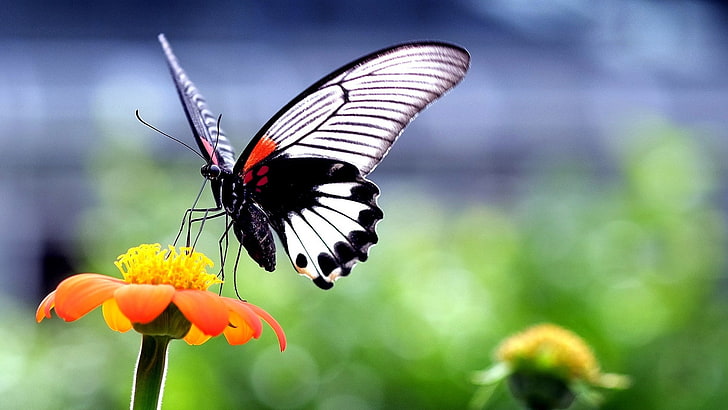 butterfly, insect, animals, nature, wings, flowers, closeup, HD wallpaper