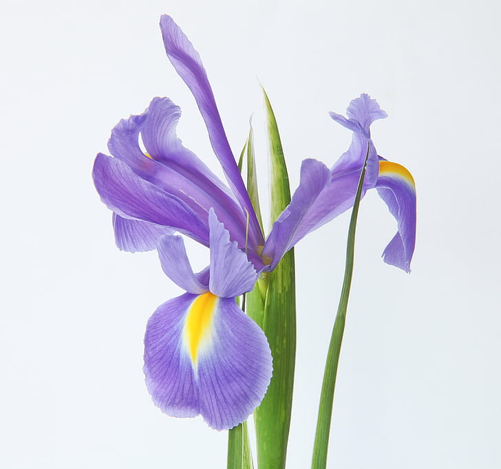close-up photo of purple petaled flower, blue iris, blue flower, HD wallpaper