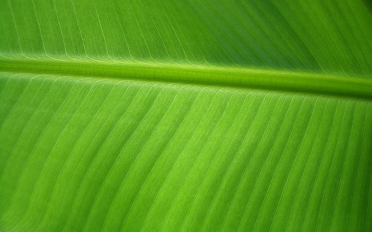 banana leaf background, green color, backgrounds, plant part, HD wallpaper