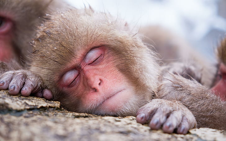 Sleeping monkey, brown monkey, animals, 2560x1600, japanese macaque, HD wallpaper