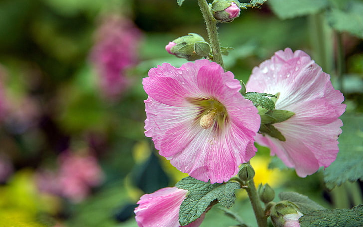 Plants Hollyhocks Alcea Flowering Plants In The Family Of Small Malvaceae Commonly Known As Hollyhocks Born In Asia And Europe Desktop Wallpaper Hd 3840×2400, HD wallpaper