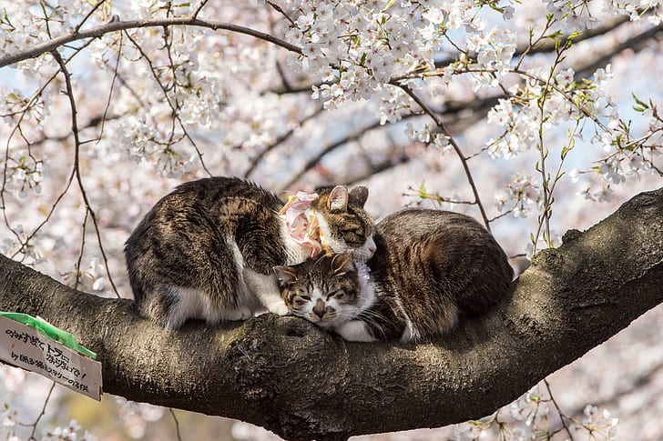 Spring, Sakura, Japan, Pair, Animals, Flowering, Cats, HD wallpaper