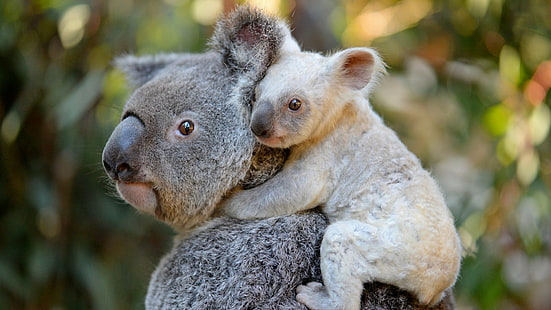 Hd Wallpaper Animal Koala Baby Animal Cute Wildlife Animal Wildlife Wallpaper Flare