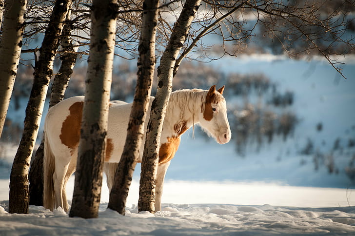 horse hiding from withered trees on snowy land, DSC, highwood, HD wallpaper