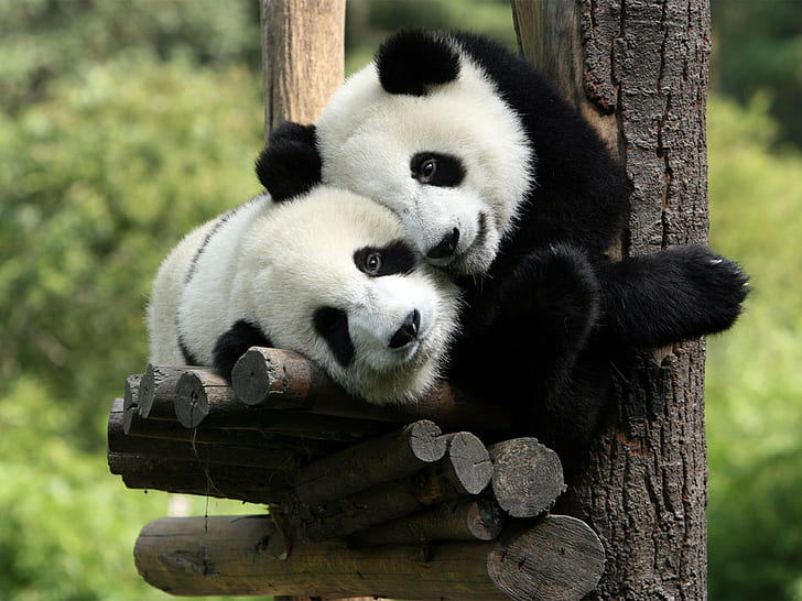 Cute Baby Panda, Animal, Lovely, Tree, HD wallpaper