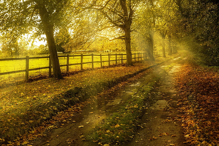 Autumn, road, nature, green leaf tree, HD wallpaper