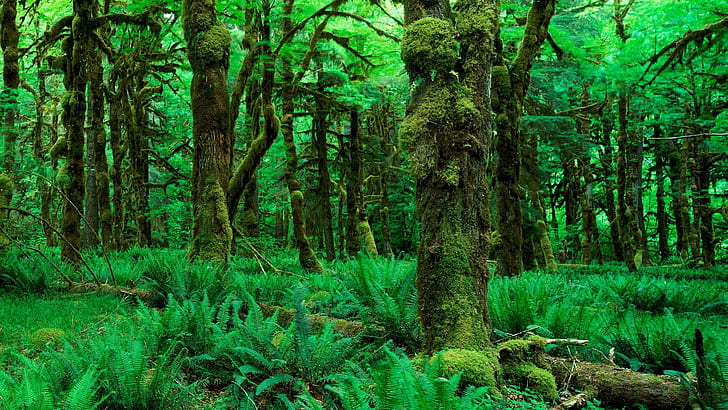 Jungle Forest Moss Green Trees HD, fern plant, nature