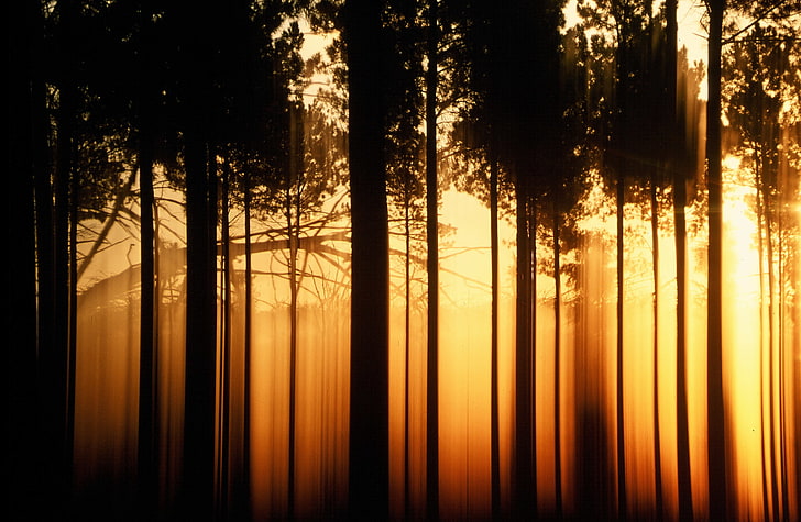 HD wallpaper: trees, landscape, orange, nature, background, widescreen,  Wallpaper | Wallpaper Flare
