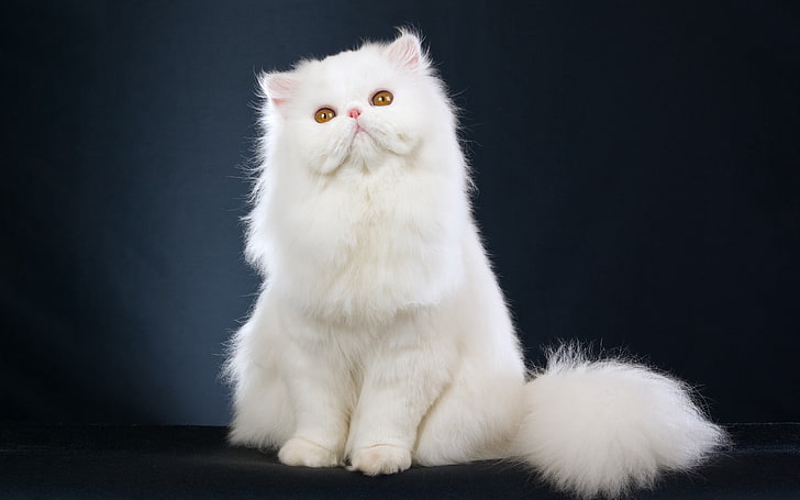 white Persian cat, fluffy, sitting, beautiful, pets, domestic Cat