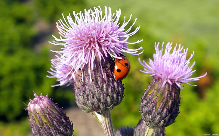 thistles, ladybugs, insect, plants, animals
