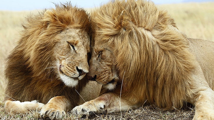 lion, leo, feline, big cat, animal, predator, carnivore, mammal