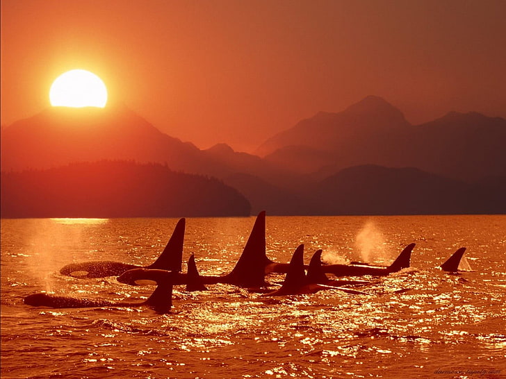 whale, orca, animals, water, mountain, beauty in nature, sun