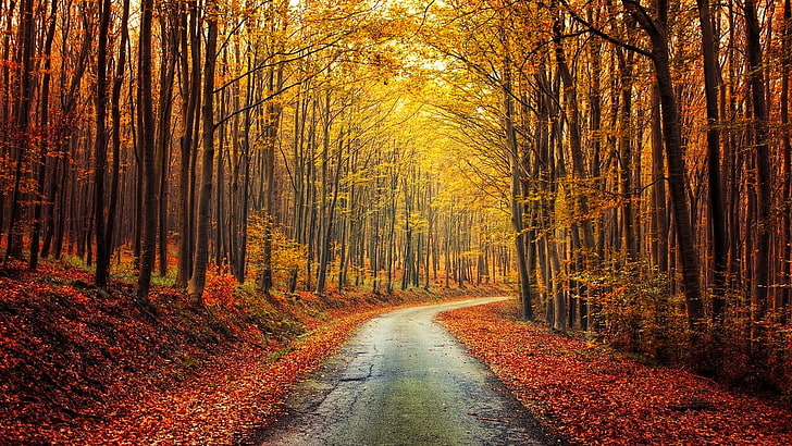 nature, landscape, fall, forest, road, red, yellow, leaves, HD wallpaper