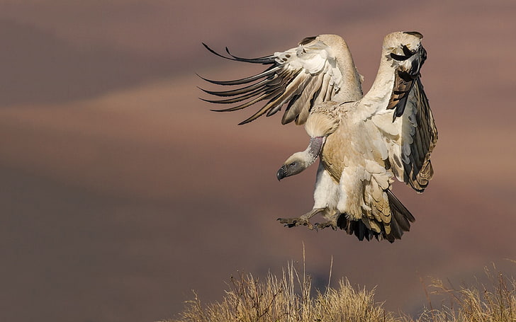 African Bird Vulture Griffon Landing Ultra Hd Wallpapers Images For Desktop And Mobile 3840×2400