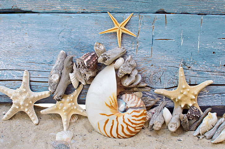 white and brown conch shell, sand, beach, tree, wood, marine