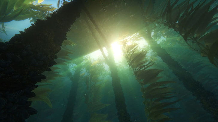 underwater plants, Finding Dory, Pixar Animation Studios, Disney Pixar, HD wallpaper