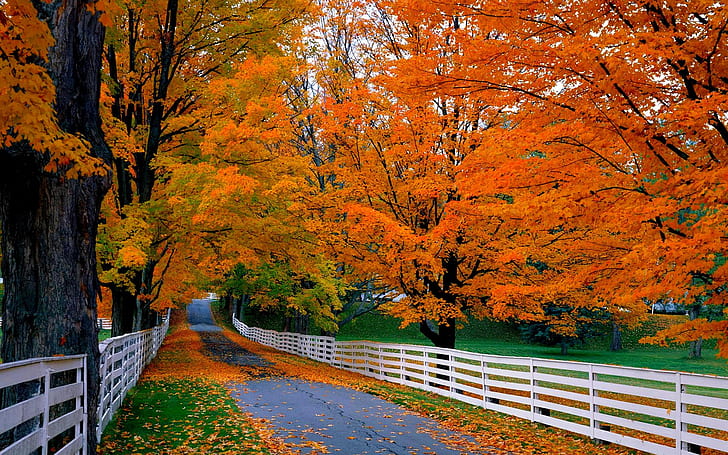 Road, trees, wood fence, autumn, grass, red leaves, white wooden fence