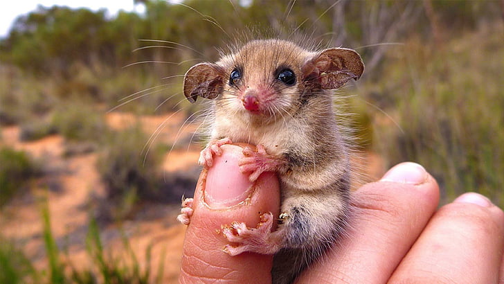 Download Eastern Pygmy Possum wallpapers for mobile phone free Eastern  Pygmy Possum HD pictures