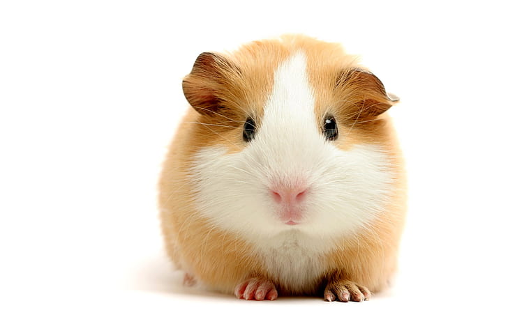 Hamster Rodent White HD, animals, HD wallpaper