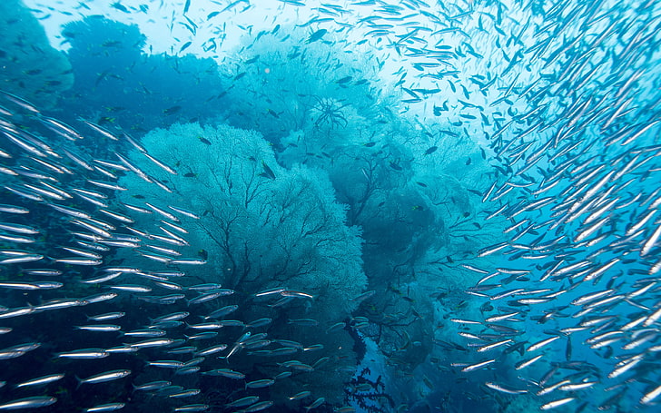 Ocean, Underwater World, Raja Ampat Islands, Indonesia Archipelago