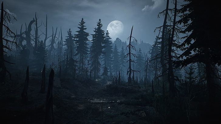 The Witcher 3: Wild Hunt, Skellige, tree, plant, land, forest