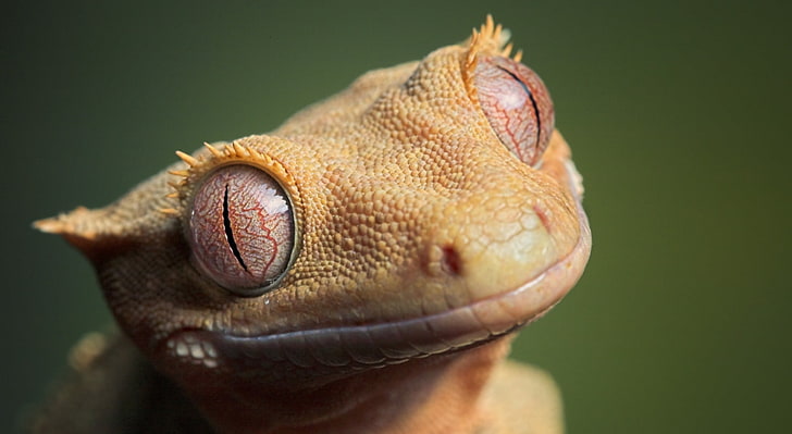 Cute Crested Gecko, brown gecco, Animals, Reptiles and Frogs, HD wallpaper