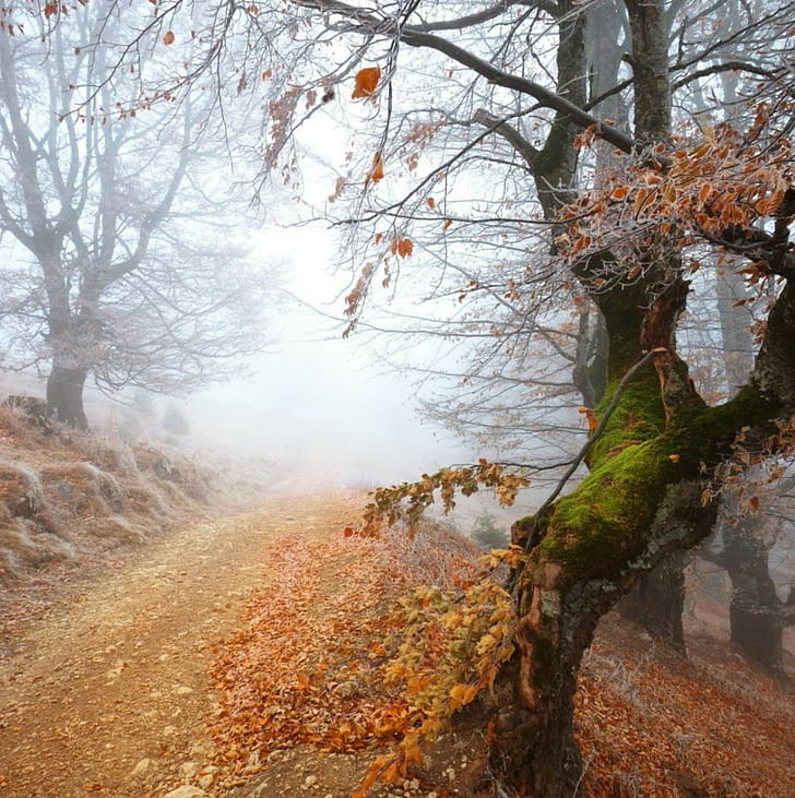 nature, mist