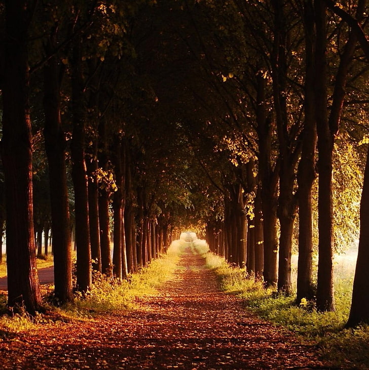 brown forest pathway, nature, fall, trees, the way forward, direction, HD wallpaper