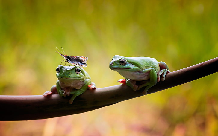 two green frogs, animals, nature, wildlife, insect, amphibian, HD wallpaper