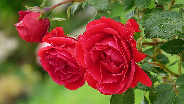 Red Roses flowers Dew drops Flowering Wallpapers 4K Ultra HD 3840×2160, HD wallpaper