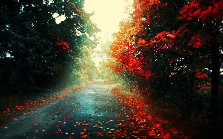 road, fall, red leaves