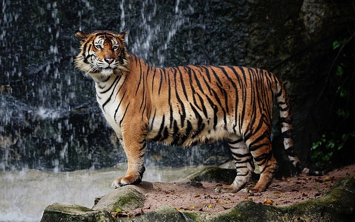 tiger, nature, big cats, animals, animal themes, animal wildlife, HD wallpaper