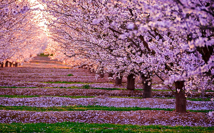 pink Cherry blossoms flowers, nature, landscape, pink flowers