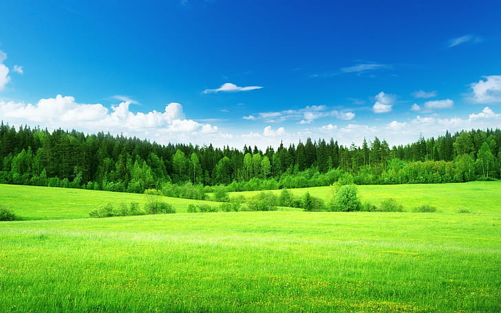 Nature, Landscape, Trees, Grass, Green, Clouds, Blue Sky, 1920x1200