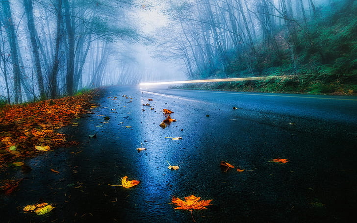 USA road, autumn, rain, fog, foliage, forest, trees, light, HD wallpaper