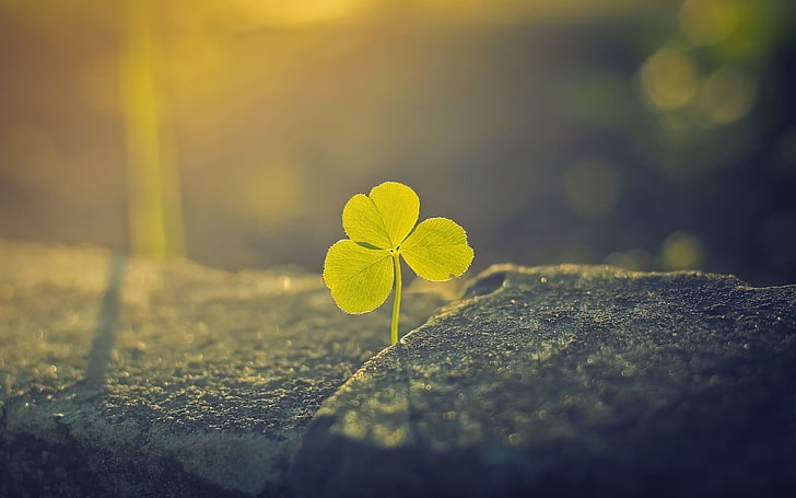 green leafed plant, clovers, plants, macro, sunlight, nature, HD wallpaper