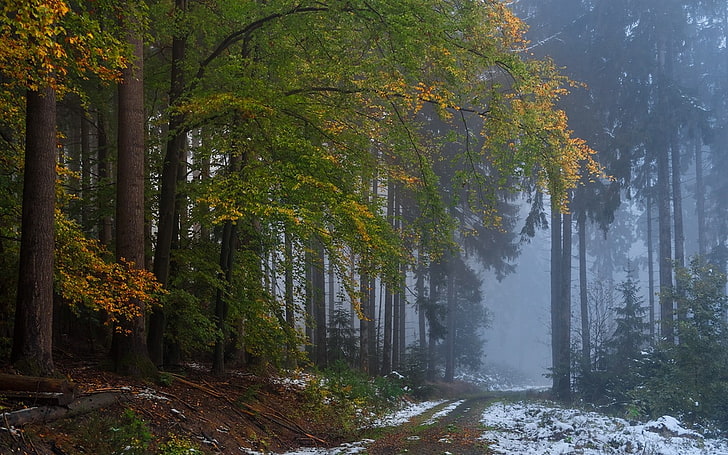 nature, landscape, forest, fall, mist, snow, path, dirt road, HD wallpaper