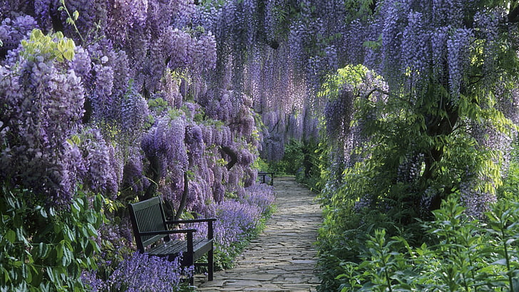 Photography, Park, Bench, Earth, Flower, Path, Purple Flower, HD wallpaper