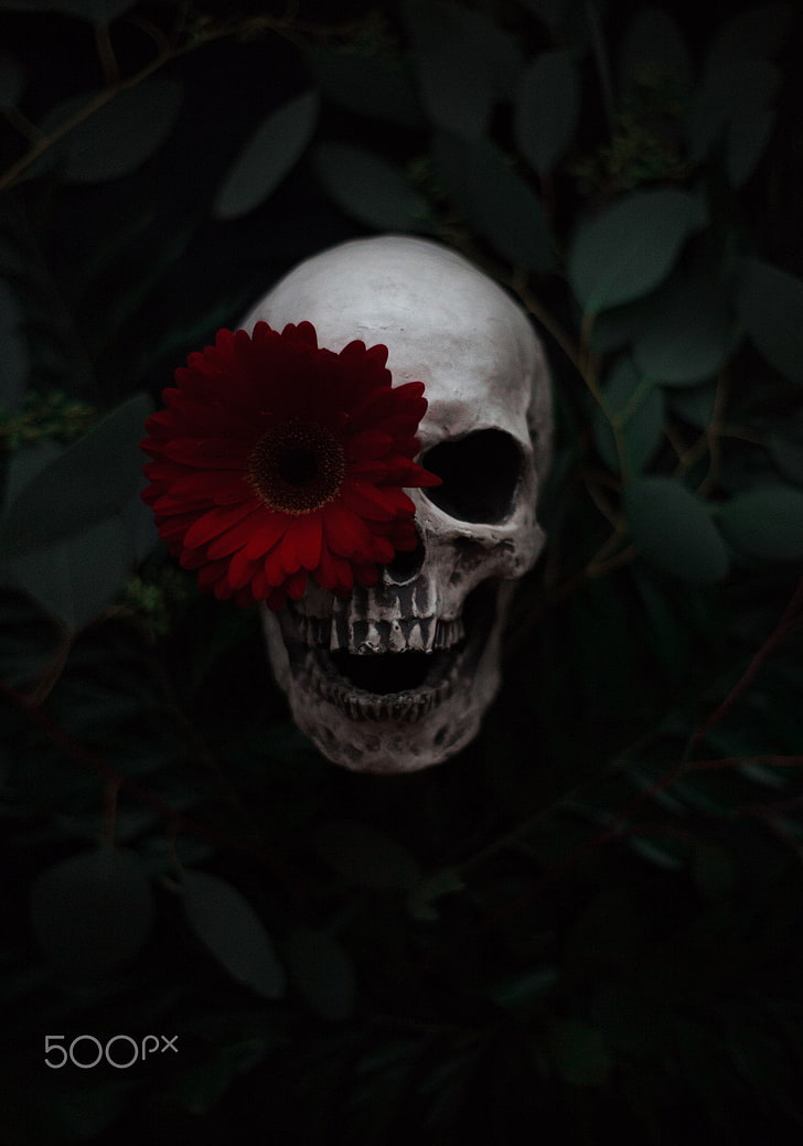 Artem Phoenix, skull, flowers, plants, 500px, flowering plant, HD wallpaper
