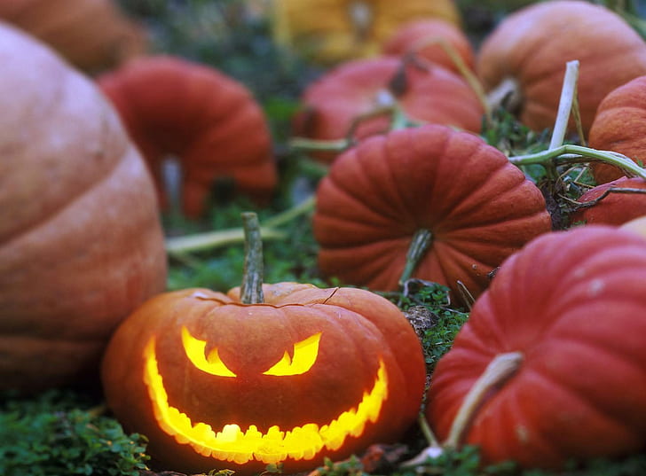 halloween, holiday, pumpkin, patch, face, HD wallpaper