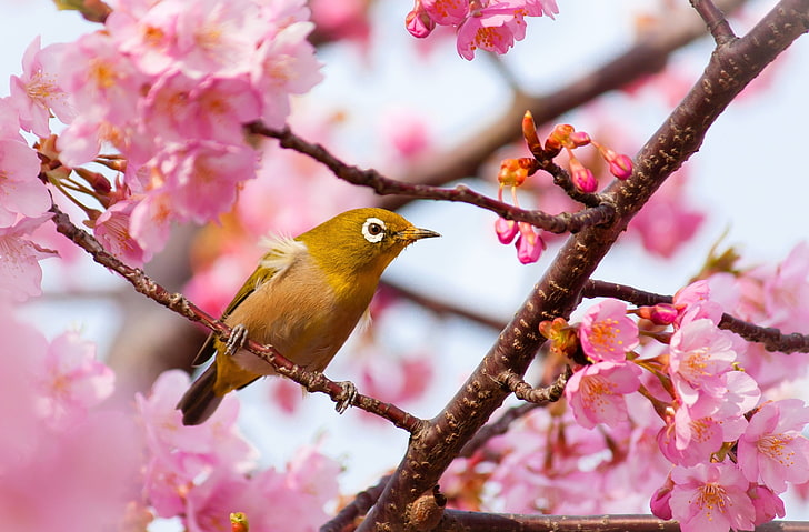 Yellow Bird on a Cherry Blossom Tree Branch, brown and black bird