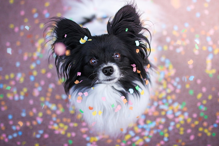 black and white papillon dog, look, muzzle, Chihuahua, doggie, HD wallpaper