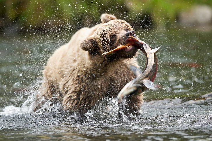 brown bear, drops, squirt, fish, USA, Alaska, salmon, catch, MommaD photos, HD wallpaper